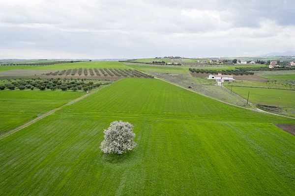 Uma árvore florescendo dentro de um campo verde — Fotografia de Stock