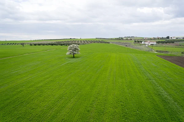 A tree blooming inside a green fields — Stock Photo, Image