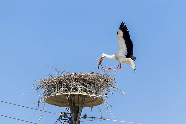 Cigüeñas blancas en el nido en el polo elektrical cielo azul (Ciconi —  Fotos de Stock