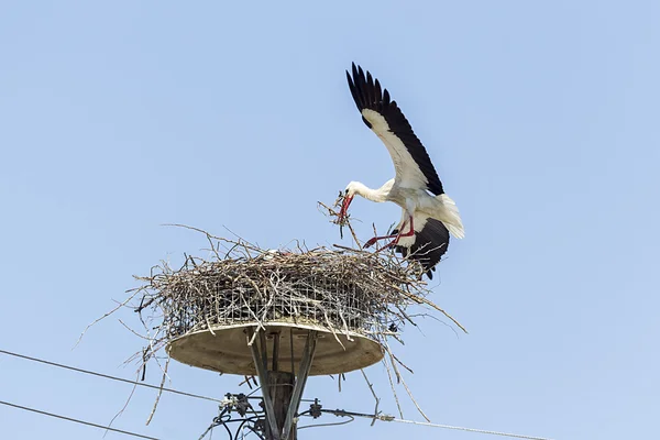 Hvite storker i redet på den elektriske polen blå himmelen (Ciconi – stockfoto