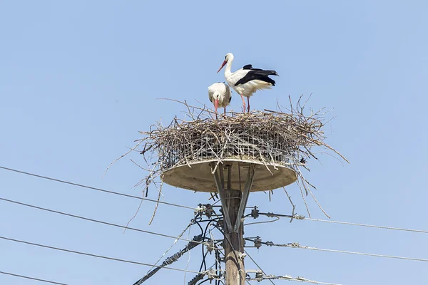 Dos cigüeñas blancas en el nido en el polo elektrical cielo azul (Ci — Foto de Stock