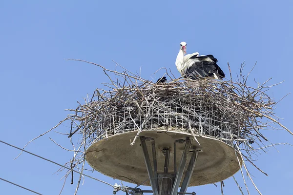 Witte ooievaars in het nest op de elektrische paal blauwe hemel (ciconi — Stockfoto