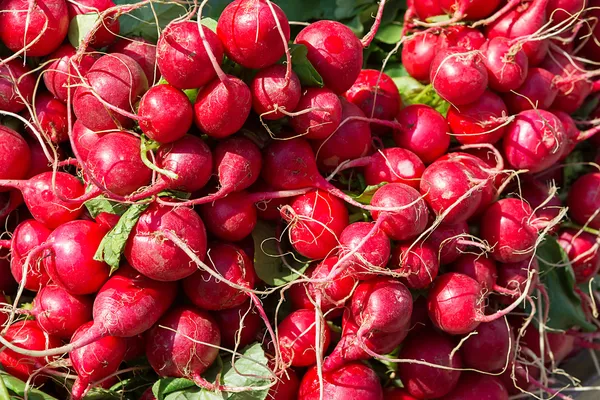 Many fresh red radishes in a pile — Stock Photo, Image