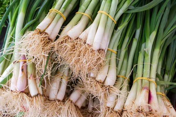 Green onion with chives on display.Close up — Stock Photo, Image