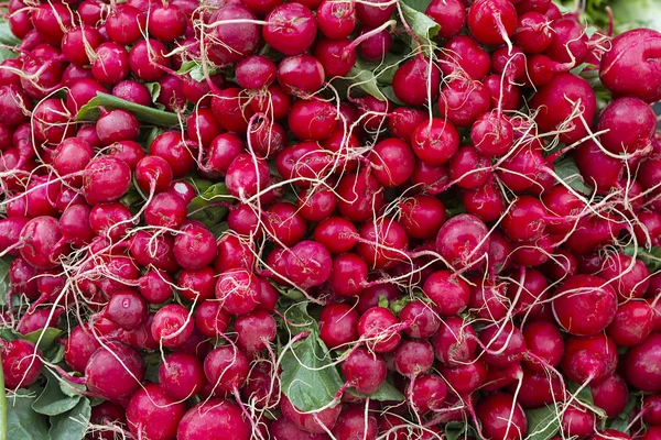 Muchos rábanos rojos frescos en una pila — Foto de Stock