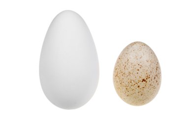 Kaz yumurtası ve ördek yumurta
