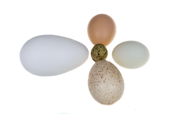 A goose egg, duck egg, hen egg, turkey egg and a quail egg. Stil — Stock Photo, Image