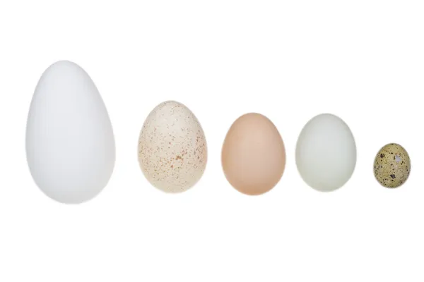 Un huevo de ganso, un huevo de pato, un huevo de gallina, un huevo de pavo y un huevo de codorniz. Stil. — Foto de Stock