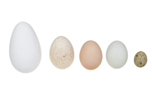 Kaz yumurtası, ördek yumurta, tavuk yumurta, hindi yumurta ve bir bıldırcın yumurtası. Stil
