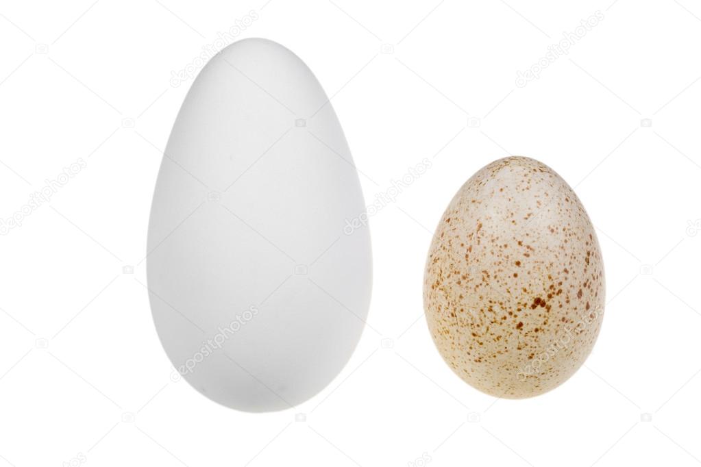 goose egg and a duck egg