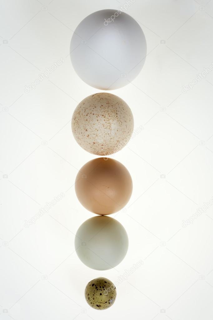 A goose egg, duck egg, hen egg, turkey egg and a quail egg. Stil