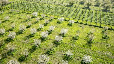 ağaç yeşil alanların çiçeklenme. Hava fotoğrafları