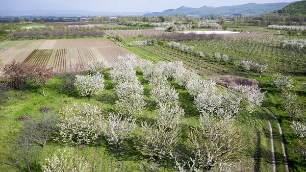 Árbol floreciendo dentro de un campo verde. Fotografía aérea — Foto de Stock