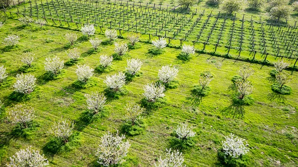 Tree blooming inside a green fields. Aerial photography — Stock Photo, Image