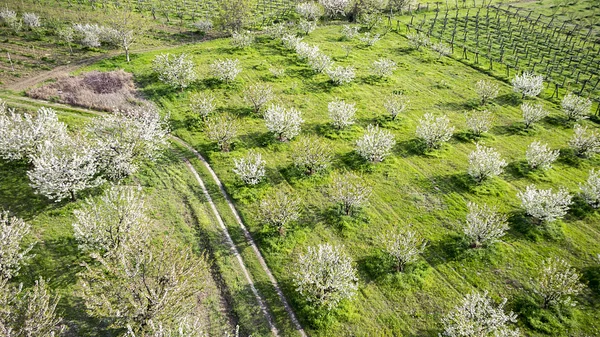 Albero che fiorisce all'interno di un campo verde. Fotografia aerea — Foto Stock