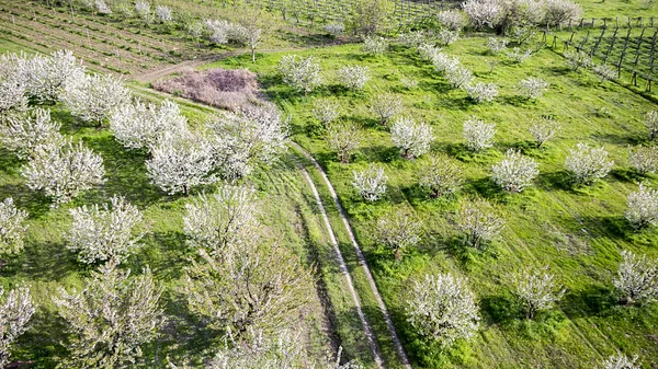 Tree blooming inside a green fields. Aerial photography — Stock Photo, Image