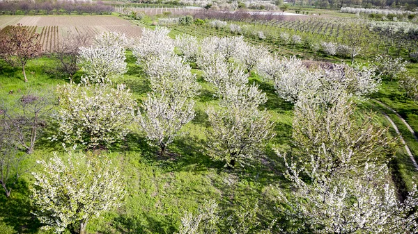 Albero che fiorisce all'interno di un campo verde. Fotografia aerea — Foto Stock