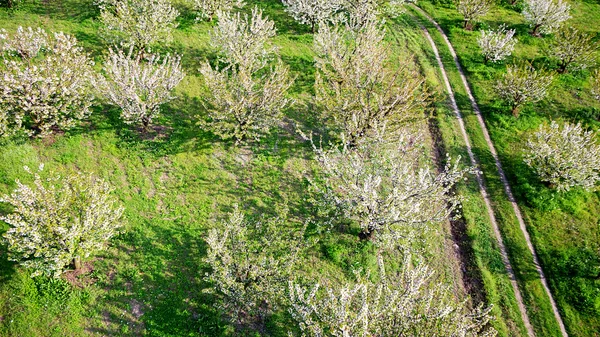 Árvore florescendo dentro de um campo verde. Fotografia aérea — Fotografia de Stock