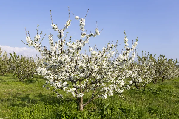 Field with blooming cherry trees with white flowers — Stock Photo, Image