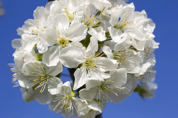 Wiśniowe kwiaty białe kwiaty na tle niebieskiego nieba — Zdjęcie stockowe