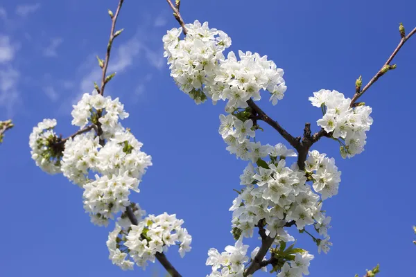 Cherry blossoms with white flowers on a background of blue sky — Stock Photo, Image