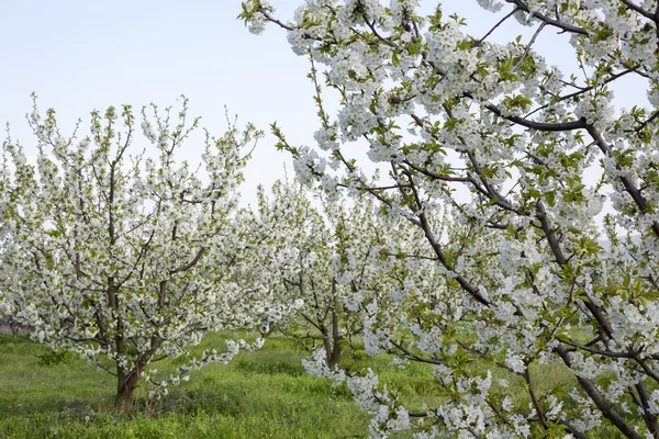 Field with blooming cherry trees with white flowers — Stock Photo, Image
