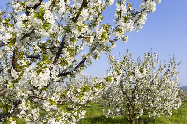 Field with blooming cherry trees with white flowers — Stock Photo, Image