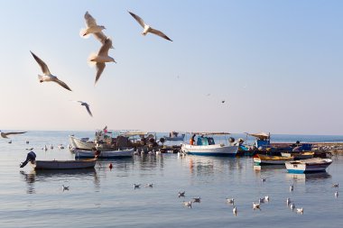 thessaloniki, Yunanistan teknelerle üzerinde uçan martıları.