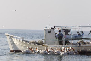balıkçı teknesi ve pelikanlar, Yunanistan çevrili balıkçı