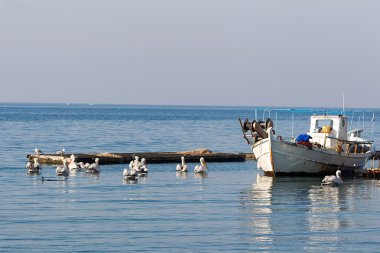 pelikanlar, Yunanistan çevrili balıkçı teknesi.