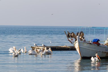 pelikanlar, Yunanistan çevrili balıkçı teknesi.