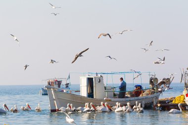 balıkçı teknesi ve martılar ve pelica çevrili balıkçı