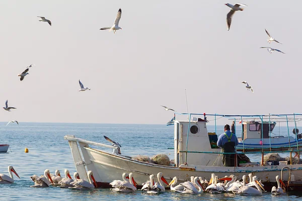 Fishing Boat and the fisherman surrounded by seagulls and pelica — Stock Photo, Image