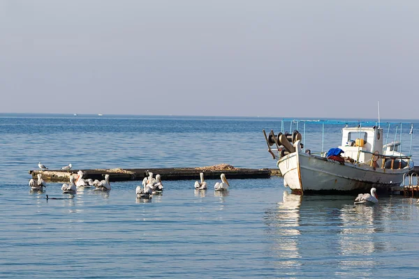 Fishing Boat surrounded by pelicans, in Greece. — Stock Photo, Image