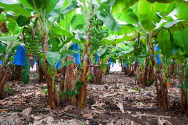 muz ağacı büyüyen