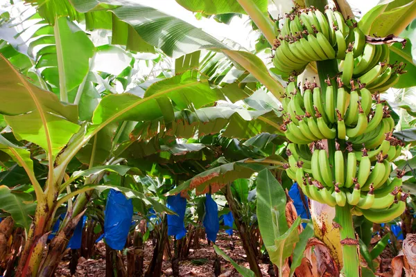 Plátano creciendo en el árbol —  Fotos de Stock