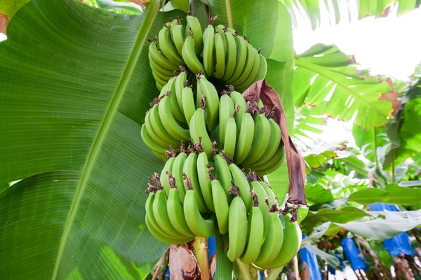 Banan rośnie na drzewie — Zdjęcie stockowe