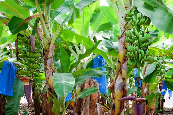 Plátano creciendo en el árbol —  Fotos de Stock