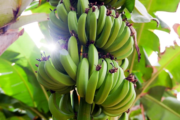 Plátano creciendo en el árbol —  Fotos de Stock