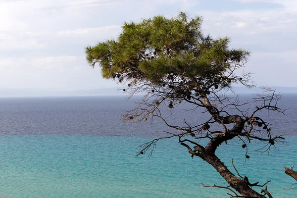 Piękny widok drzewa przed błękitne morze — Zdjęcie stockowe