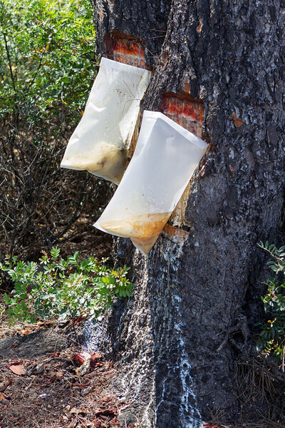 Bags attached to a pine tree collecting the Resin