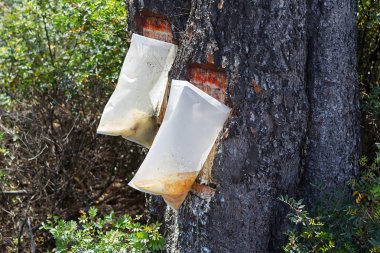 Bags attached to a pine tree collecting the Resin clipart