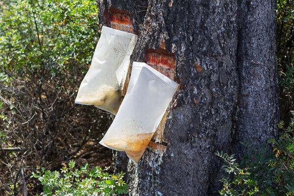 Bags attached to a pine tree collecting the Resin