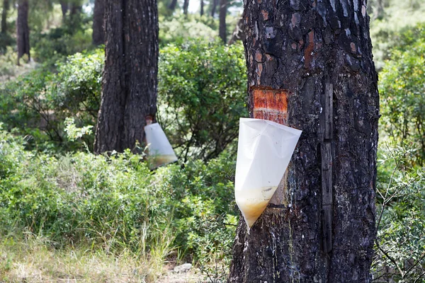 Bags attached to a pine tree collecting the Resin — Stock Photo, Image