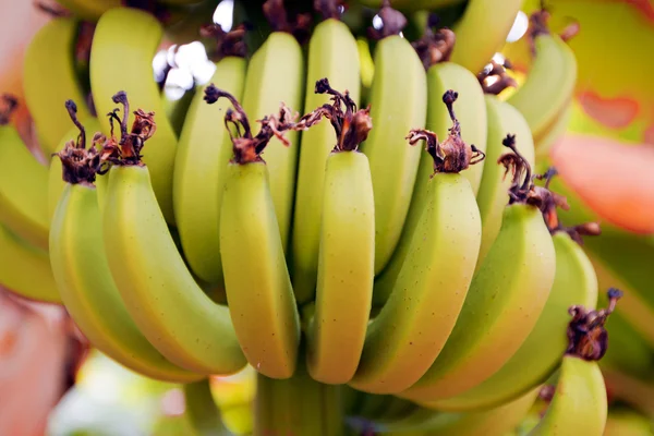 Plátano creciendo en el árbol —  Fotos de Stock