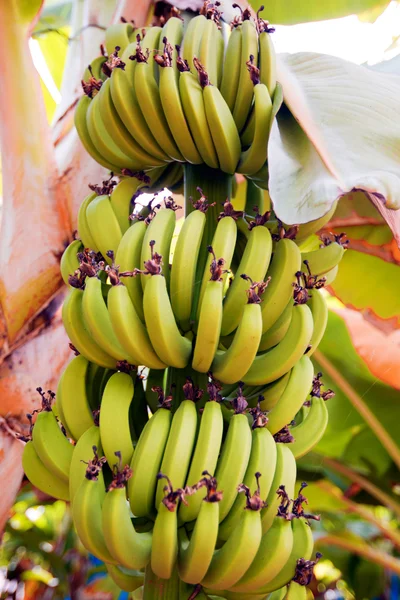 Plátano creciendo en el árbol —  Fotos de Stock