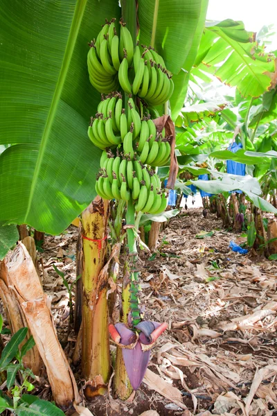 Banana growing on tree — Stock Photo, Image