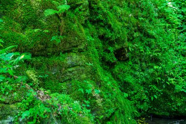 Dağ orman yosunlu çalılar