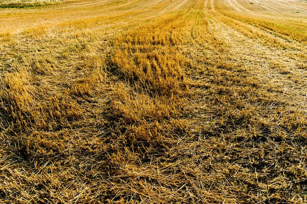 Details of a stubble field after harvesting wheat and straw. — Stock Photo, Image