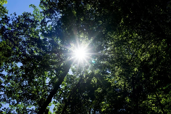 The warm morning sun dramatically casting intense rays through a — Stock Photo, Image